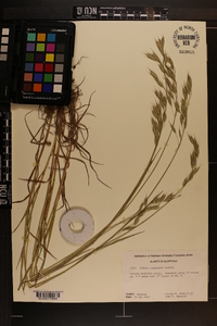 Bromus commutatus image