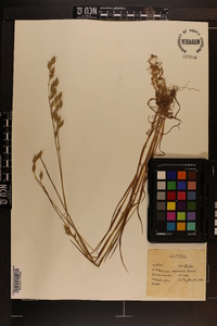 Bromus commutatus image