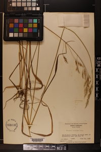 Festuca paradoxa image