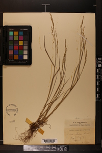 Festuca paradoxa image