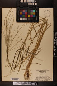 Festuca paradoxa image