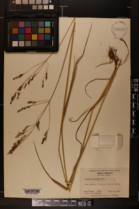 Festuca paradoxa image