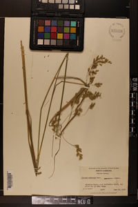 Festuca paradoxa image