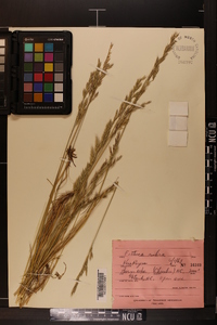 Festuca rubra image