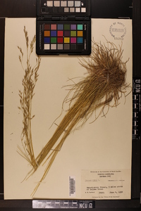 Festuca rubra image