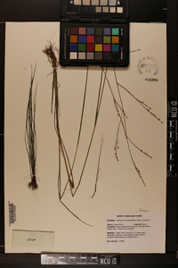 Festuca subverticillata image