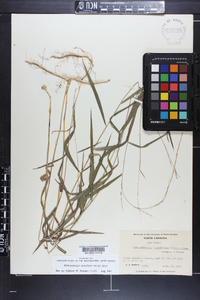 Muhlenbergia tenuiflora image