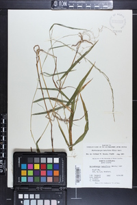 Muhlenbergia tenuiflora image