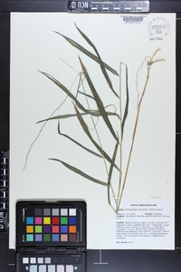 Muhlenbergia tenuiflora image