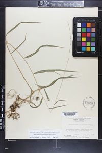 Muhlenbergia tenuiflora image