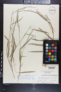 Muhlenbergia tenuiflora image