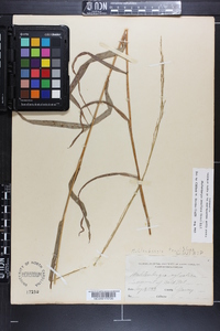 Muhlenbergia tenuiflora image