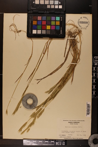 Hordeum pusillum image