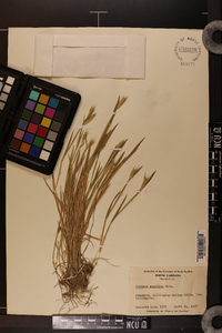 Hordeum pusillum image