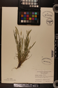 Hordeum pusillum image