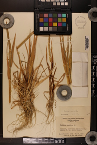 Hordeum vulgare image