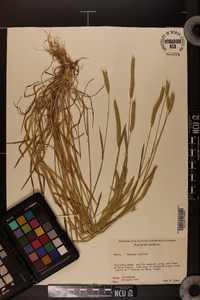 Hordeum pusillum image