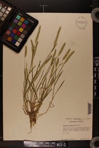 Hordeum pusillum image