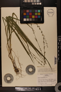Chasmanthium sessiliflorum image