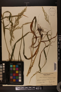 Cinna arundinacea image