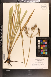 Eryngium yuccifolium image