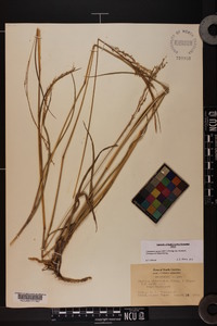 Coleataenia anceps subsp. rhizomata image