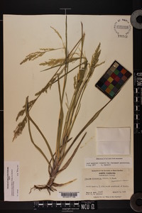 Coleataenia anceps subsp. rhizomata image