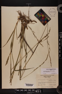 Coleataenia anceps subsp. rhizomata image