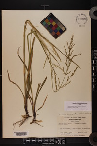 Coleataenia anceps subsp. rhizomata image