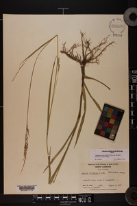 Coleataenia anceps subsp. rhizomata image