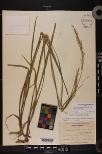 Coleataenia anceps subsp. rhizomata image