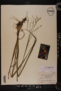 Coleataenia anceps subsp. anceps image