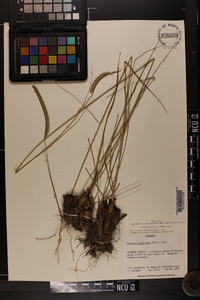 Ctenium aromaticum image