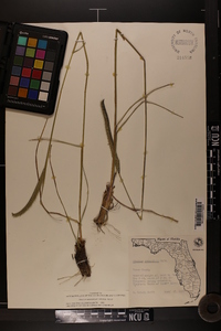 Ctenium aromaticum image