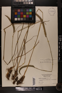 Ctenium aromaticum image