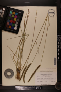 Ctenium aromaticum image