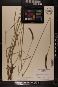 Ctenium aromaticum image