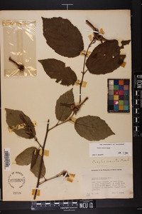 Corylus cornuta image