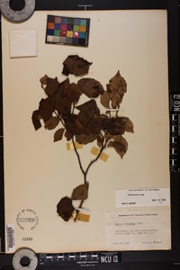 Corylus cornuta image