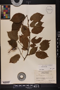 Corylus cornuta image