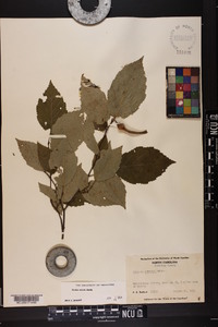 Corylus cornuta image