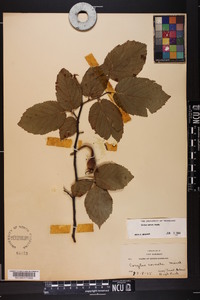 Corylus cornuta image