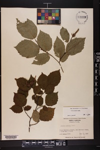 Corylus cornuta image