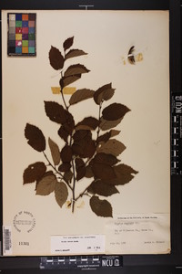 Corylus cornuta image