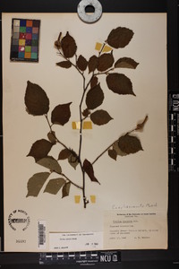 Corylus cornuta image