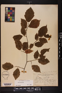 Corylus cornuta image