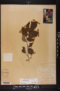 Corylus cornuta image