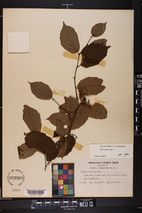 Corylus cornuta image