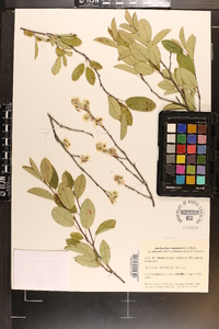 Amelanchier canadensis image