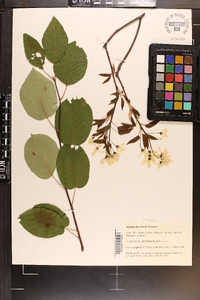 Amelanchier laevis image